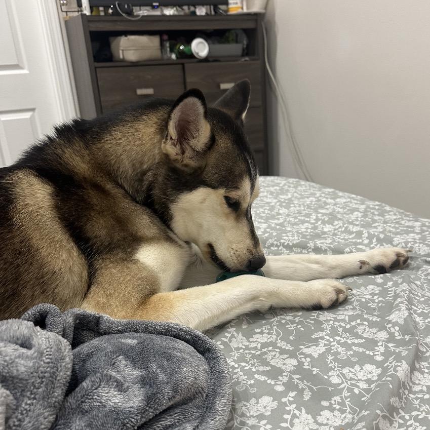 Emma, Adoptable, Young Female Husky & Mixed Breed.