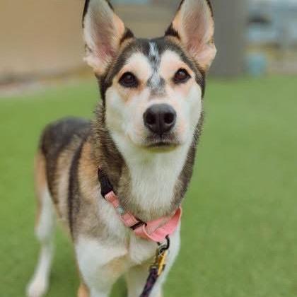 Emma, Adoptable, Young Female Husky & Mixed Breed.