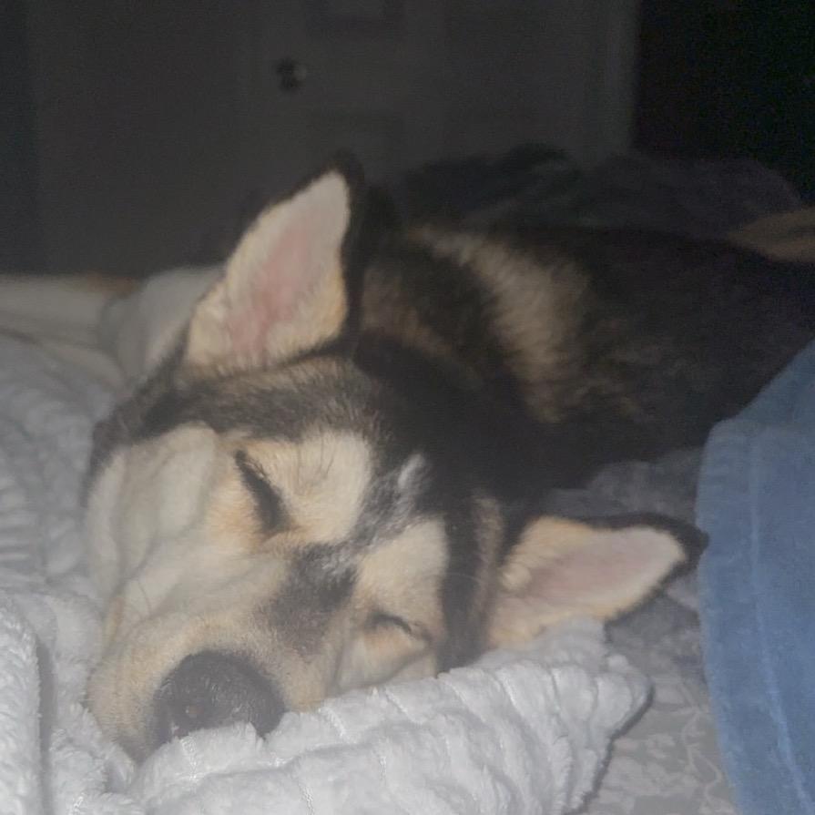 Enlarge Emma, a Adoptable mixed breed in Avon, OH image 3/6