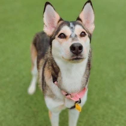 Enlarge Emma, a Adoptable mixed breed in Avon, OH image 4/6