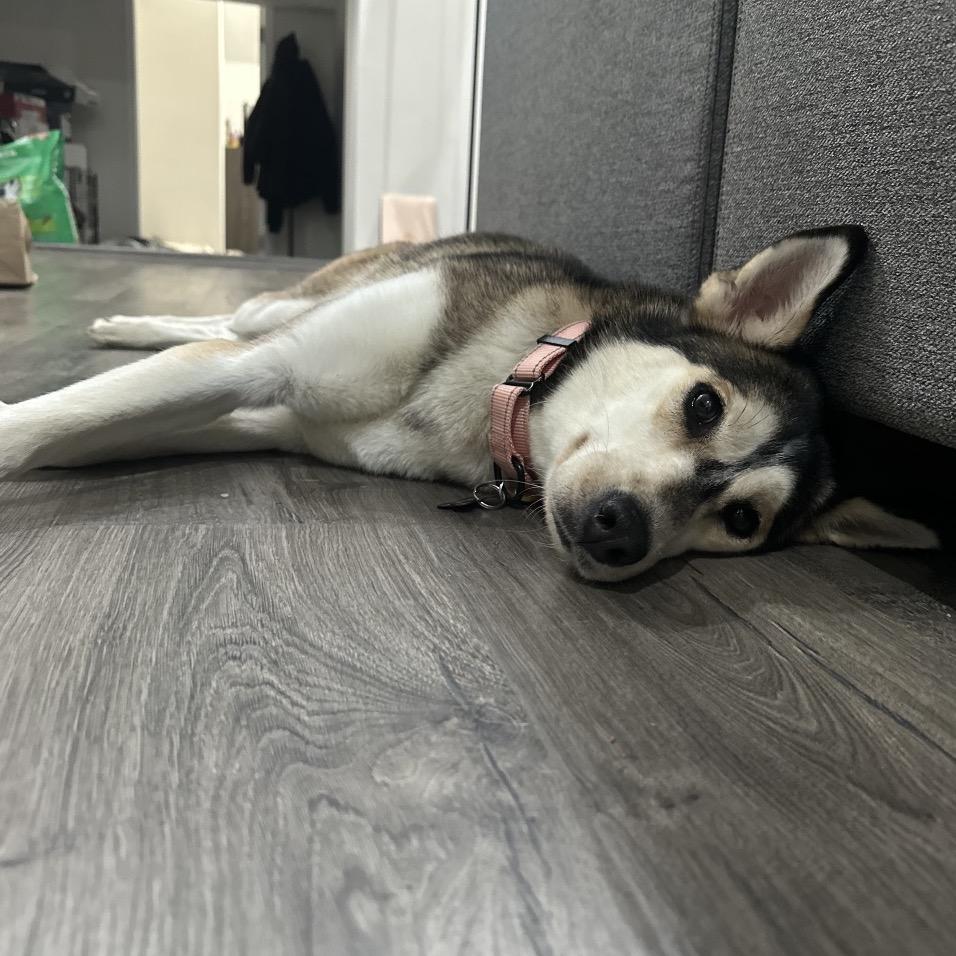 Enlarge Emma, a Adoptable mixed breed in Avon, OH image 5/6