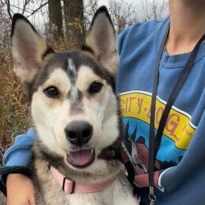 Enlarge Emma, a Adoptable mixed breed in Avon, OH image 6/6