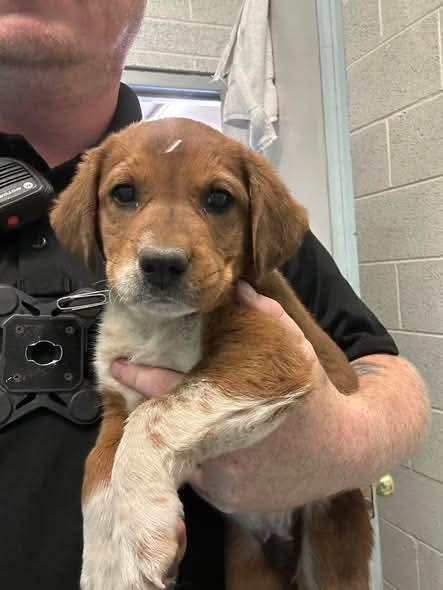 Cocoa, Adoptable, Puppy Male Mixed Breed.