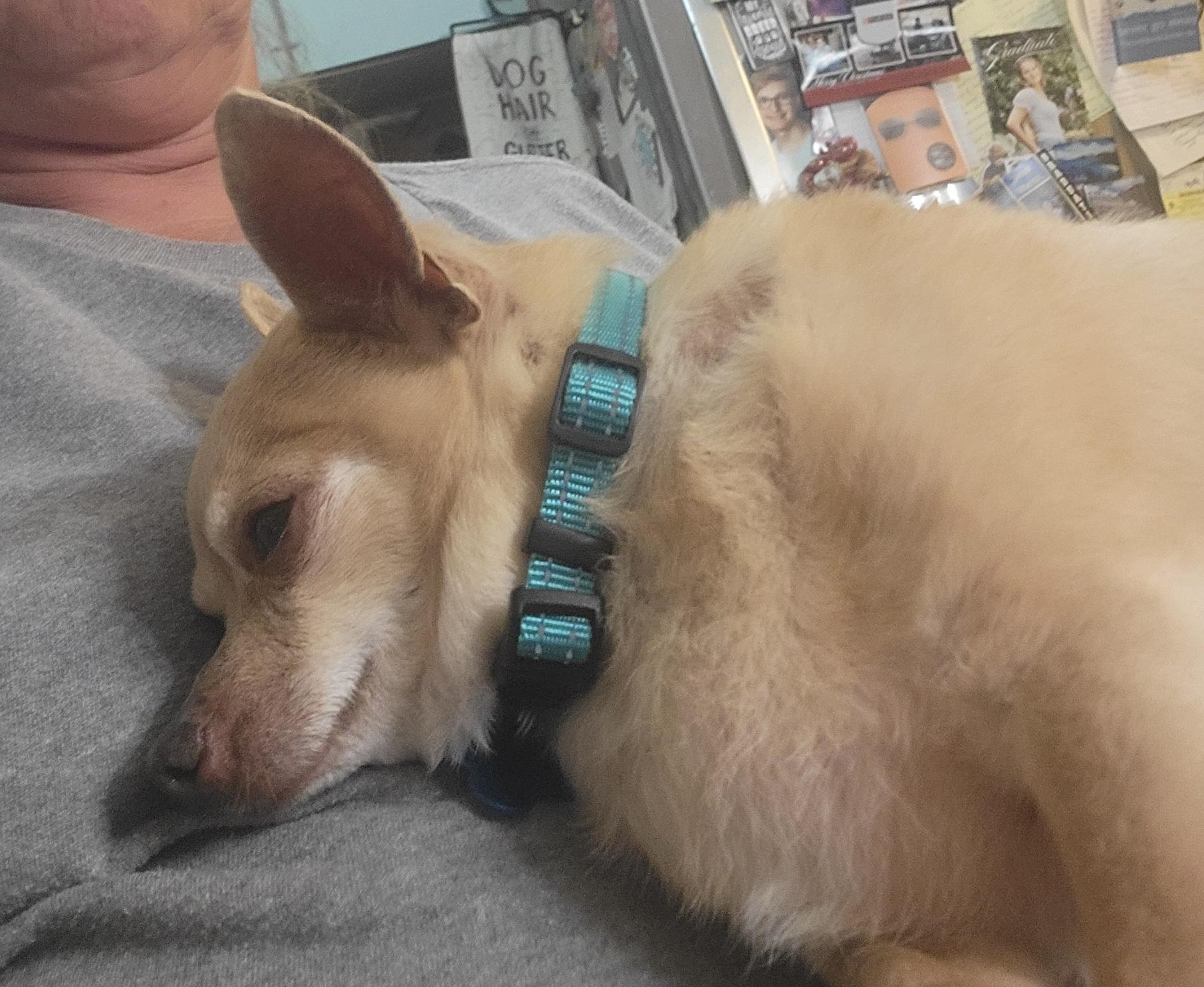 SIMON, a Adoptable Chihuahua in fort worth, TX image 1/5