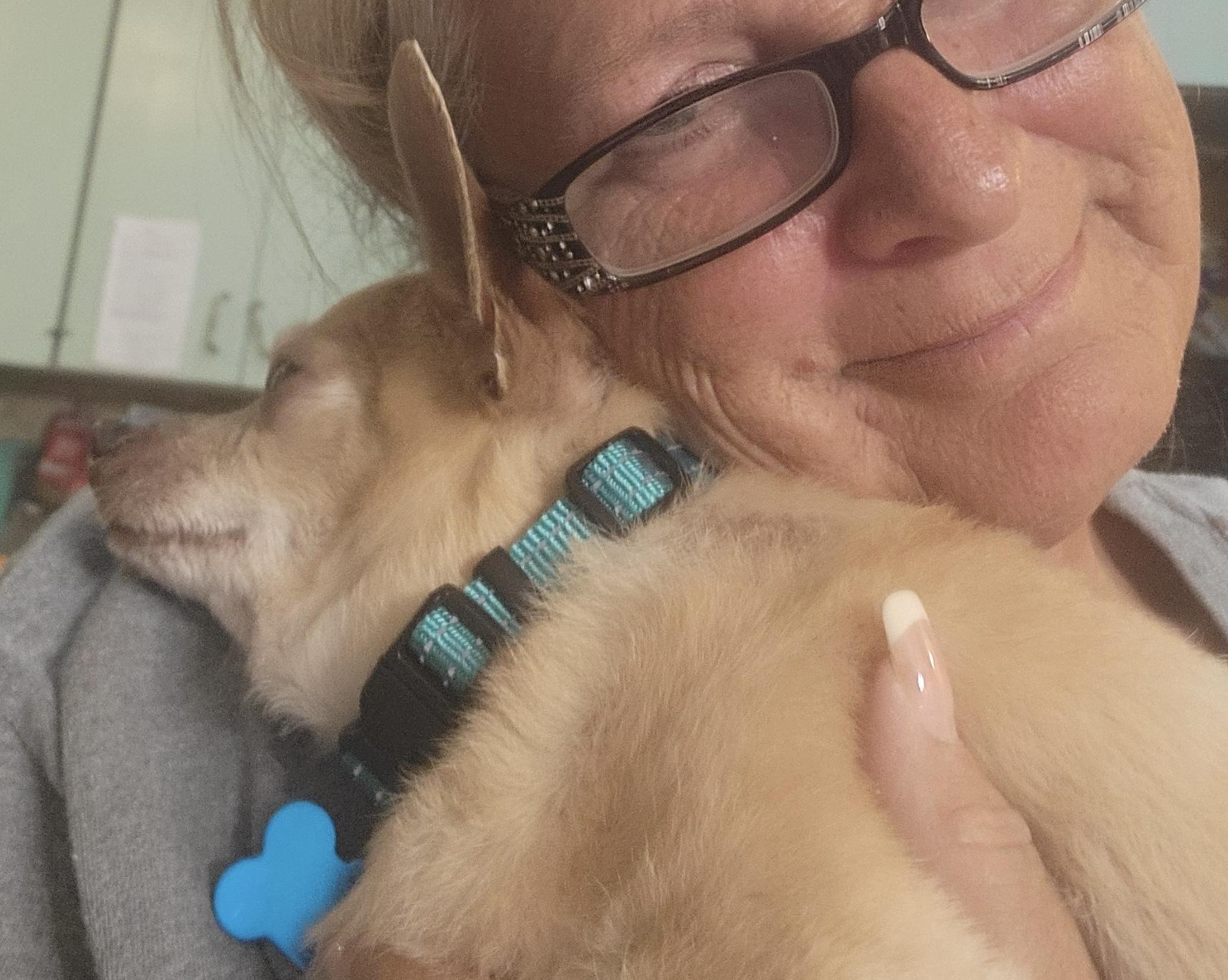 SIMON, a Adoptable Chihuahua in fort worth, TX image 2/5