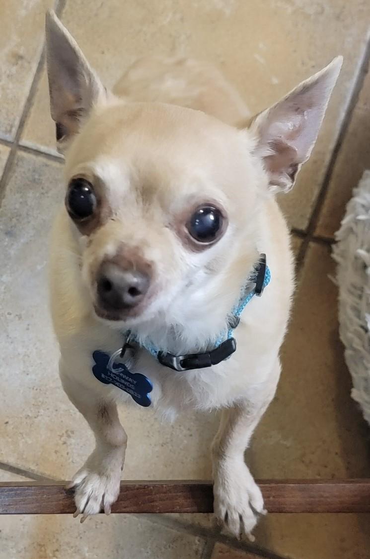 SIMON, a Adoptable Chihuahua in fort worth, TX image 3/5