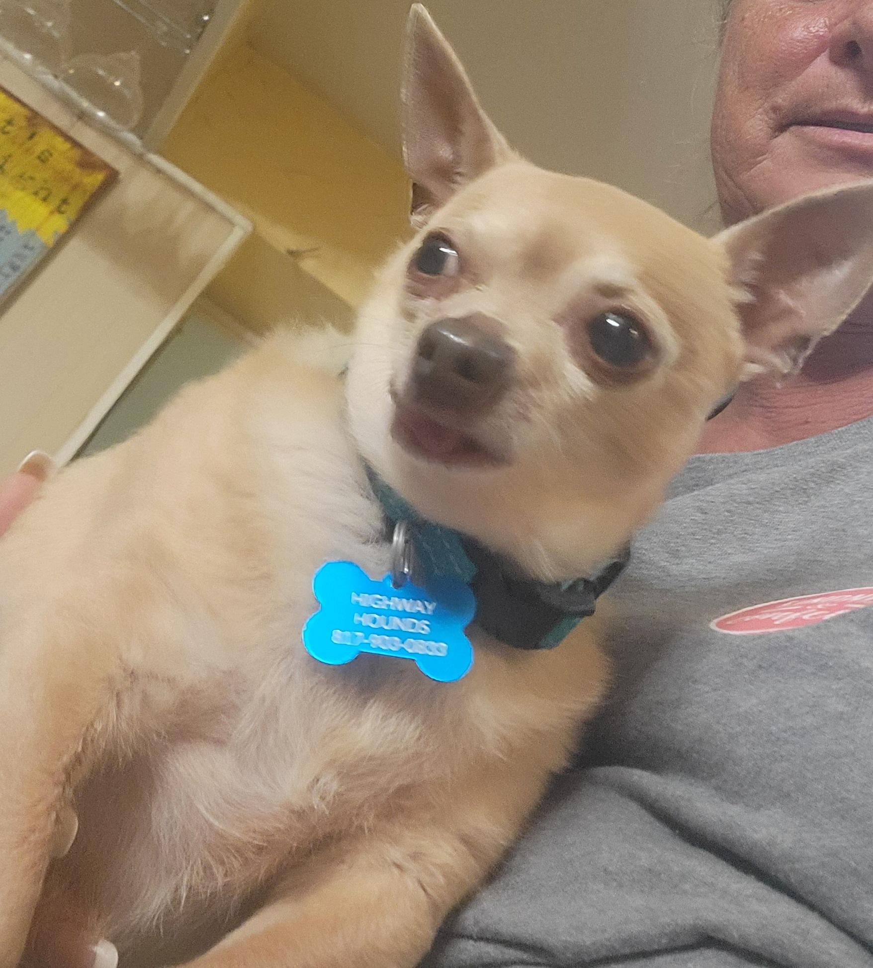 SIMON, a Adoptable Chihuahua in fort worth, TX image 5/5