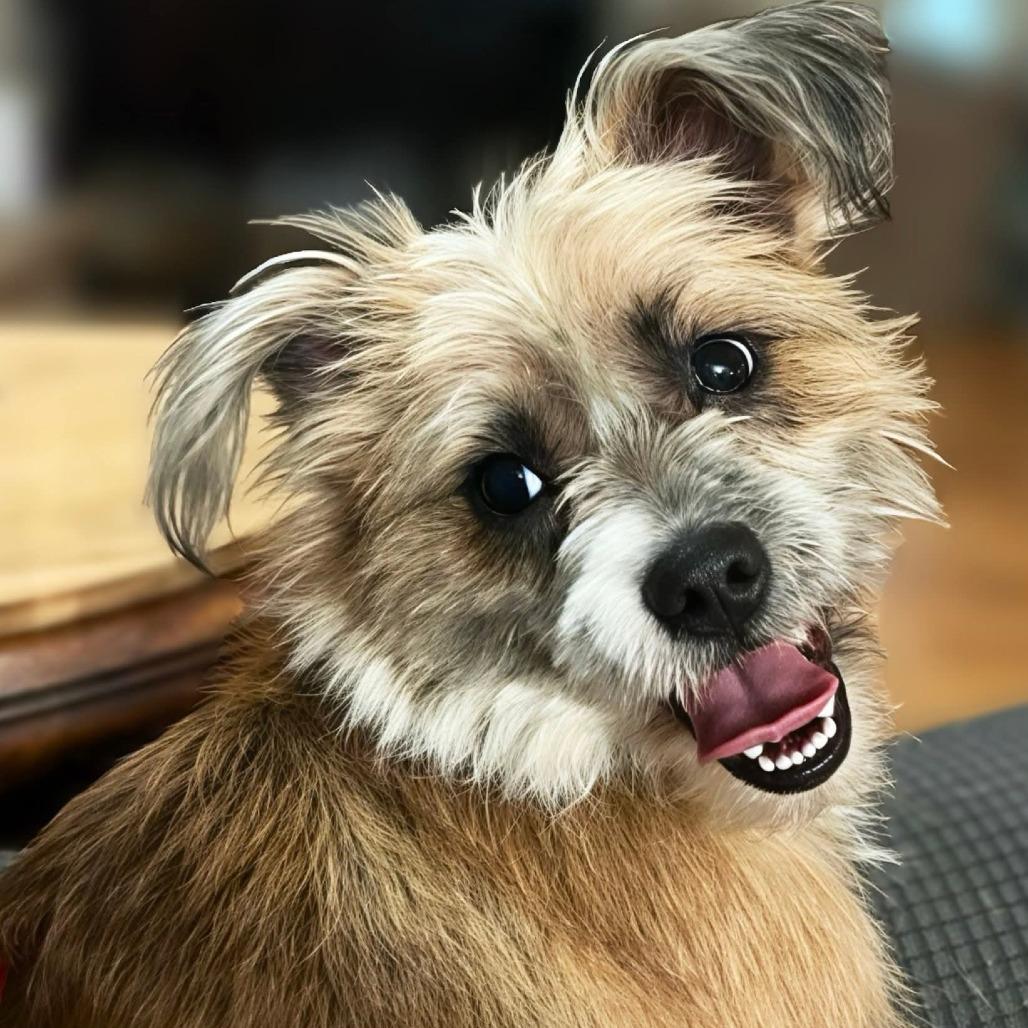 Holly, a Adoptable Norfolk Terrier in Benton City, WA image 1/3