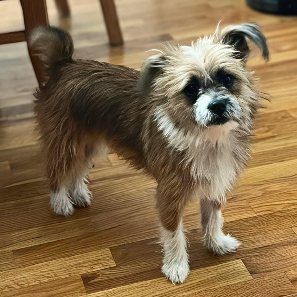 Holly, a Adoptable Norfolk Terrier in Benton City, WA image 2/3