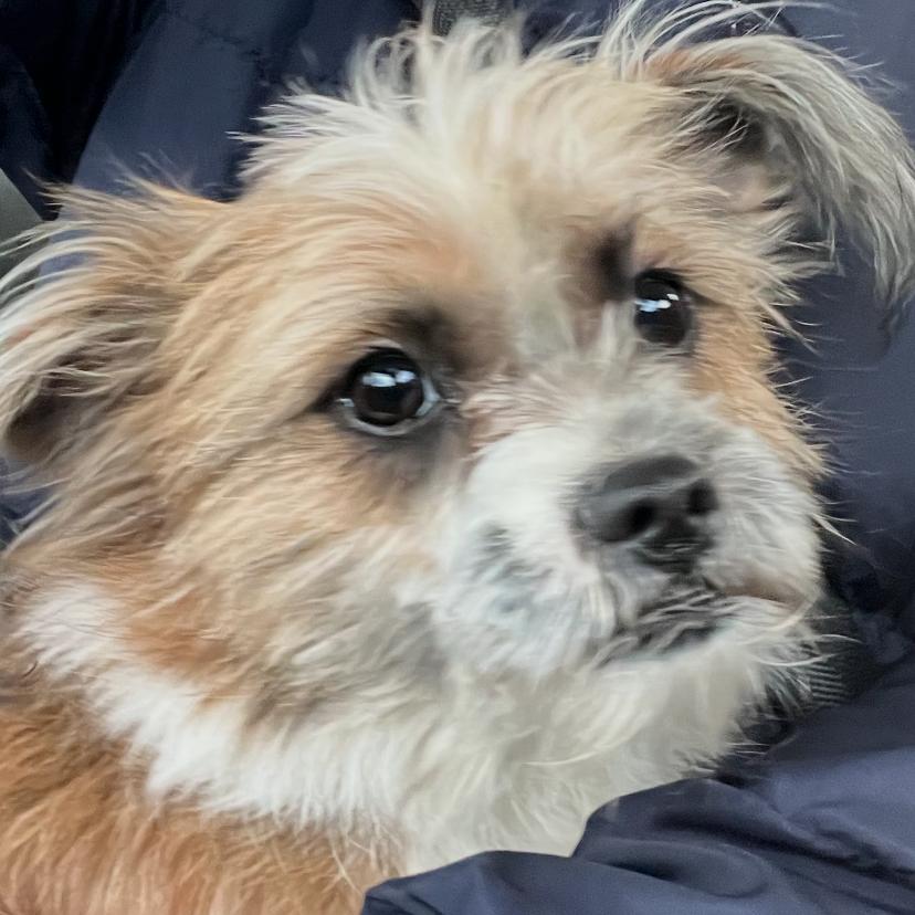 Holly, a Adoptable Norfolk Terrier in Benton City, WA image 3/3