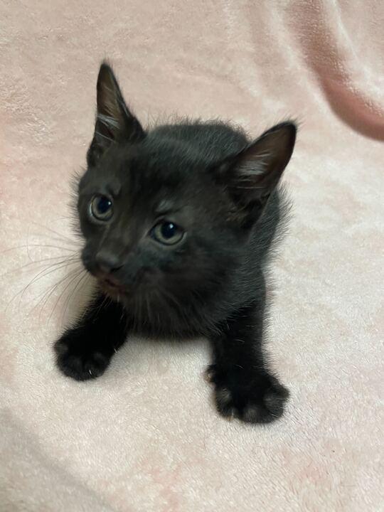 Enlarge Freckle, an adopted Domestic Short Hair in Jackson, MI image 5/5