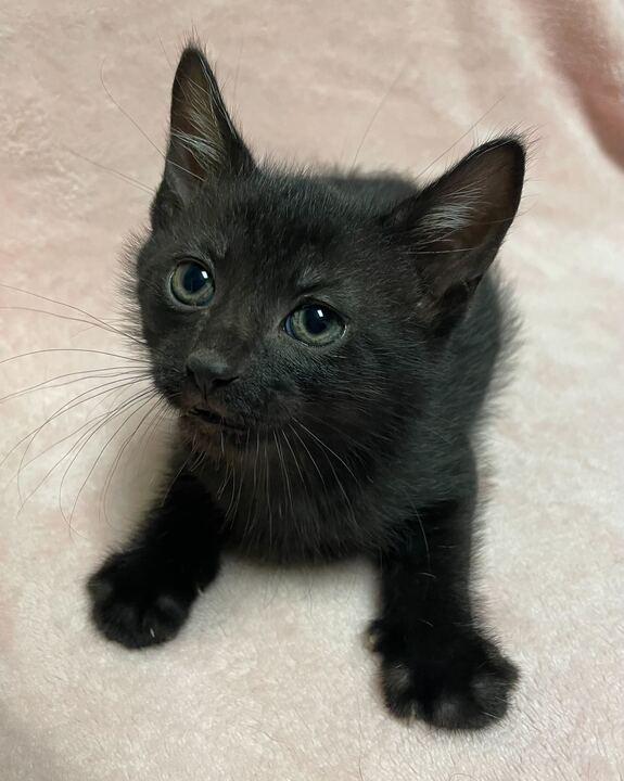 Enlarge Freckle, an adopted Domestic Short Hair in Jackson, MI image 1/5