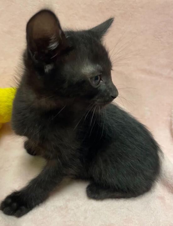 Enlarge Freckle, an adopted Domestic Short Hair in Jackson, MI image 2/5