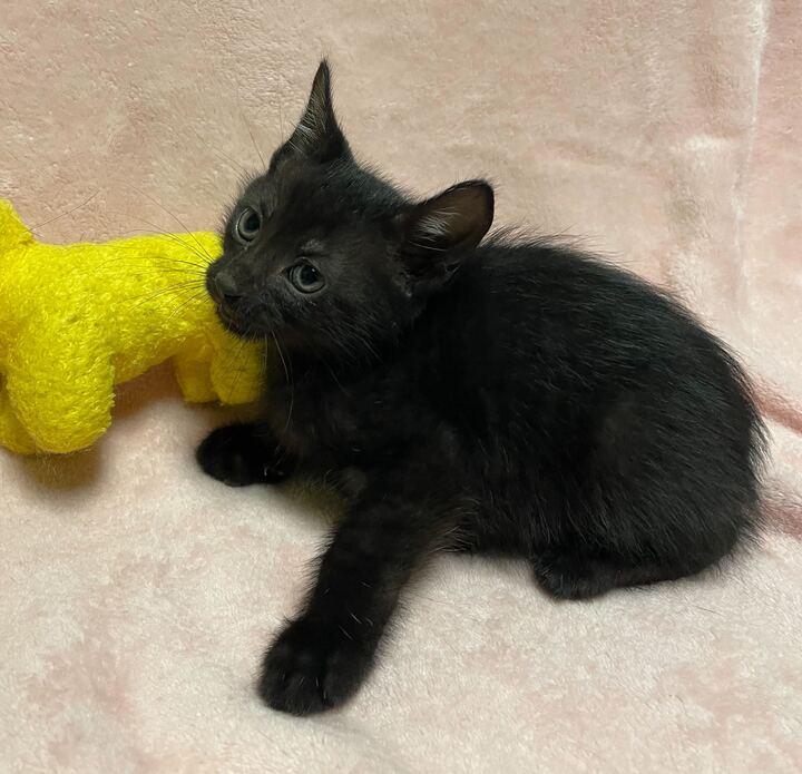 Enlarge Freckle, an adopted Domestic Short Hair in Jackson, MI image 4/5