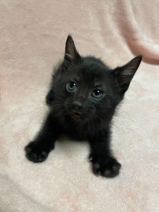 Enlarge Freckle, an adopted Domestic Short Hair in Jackson, MI image 3/5