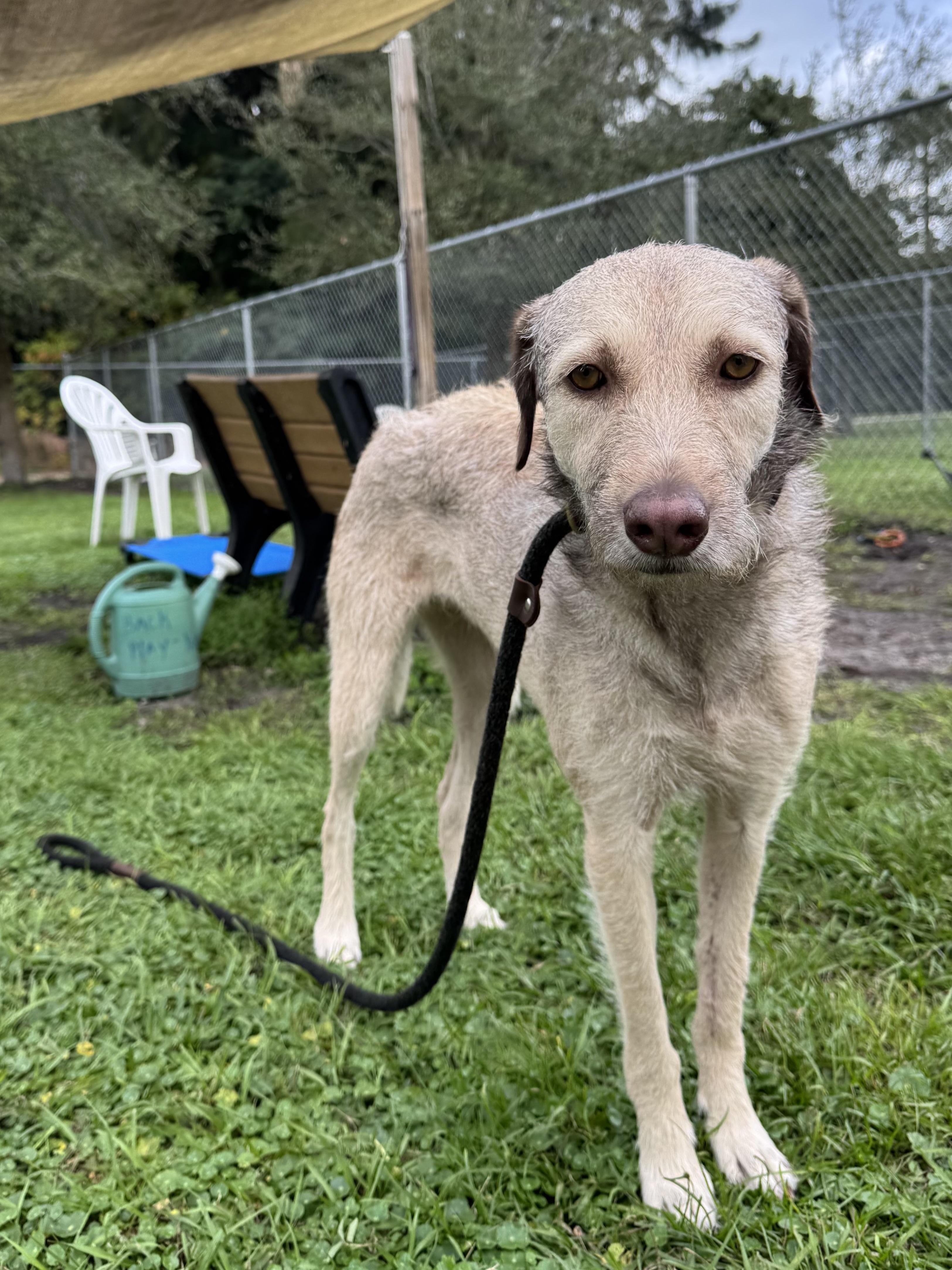 Sandy 2334, adoptable, Young Female Terrier.