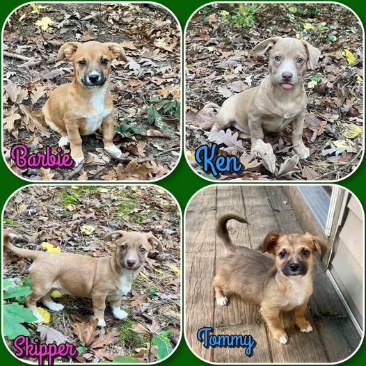 Barbie Litter - puppies 2 male 2 female, Adopted, Puppy Male Dachshund & Chihuahua.