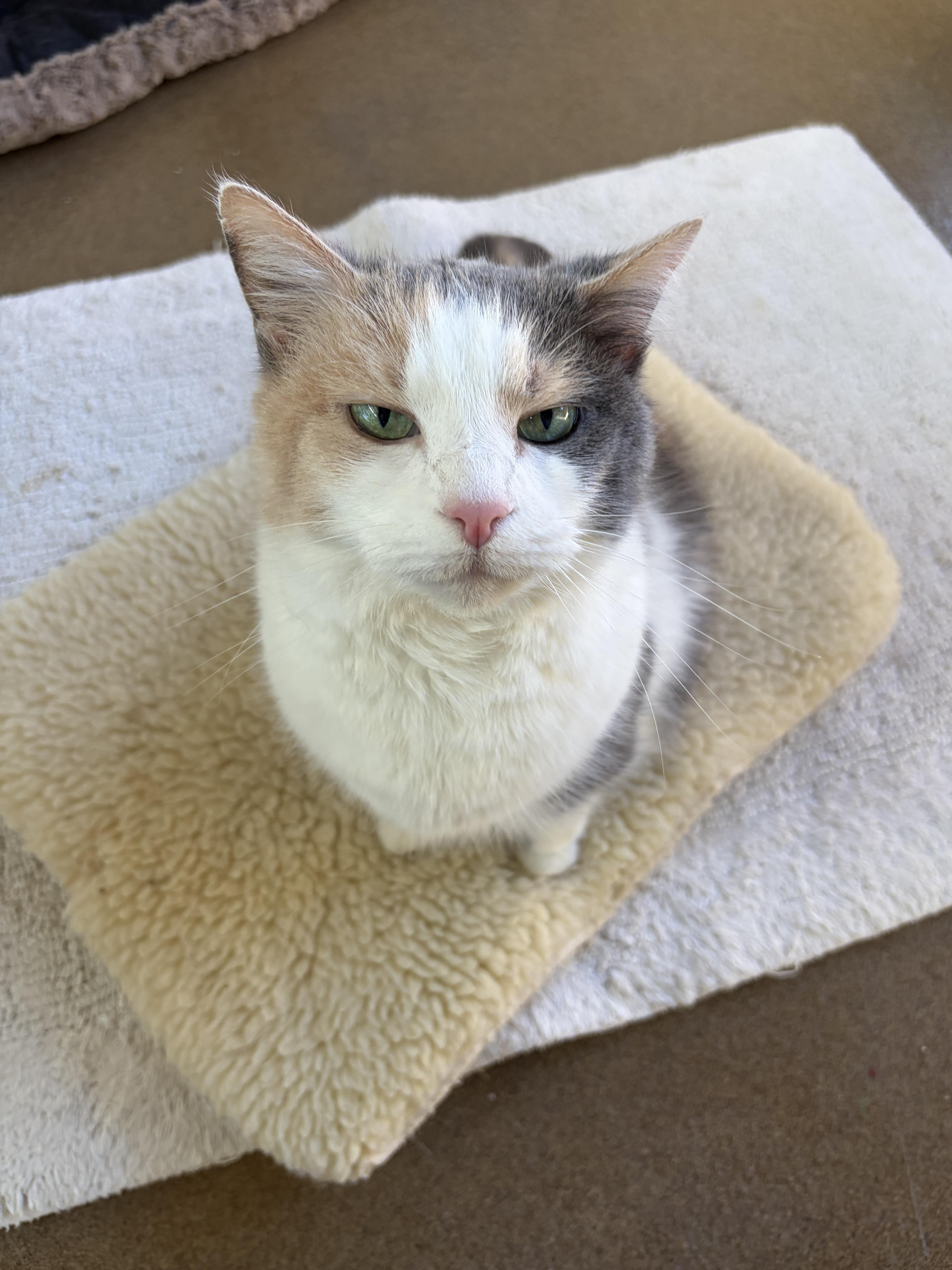 Enlarge Flora, a Adoptable Domestic Short Hair in Winchester, VA image 3/3