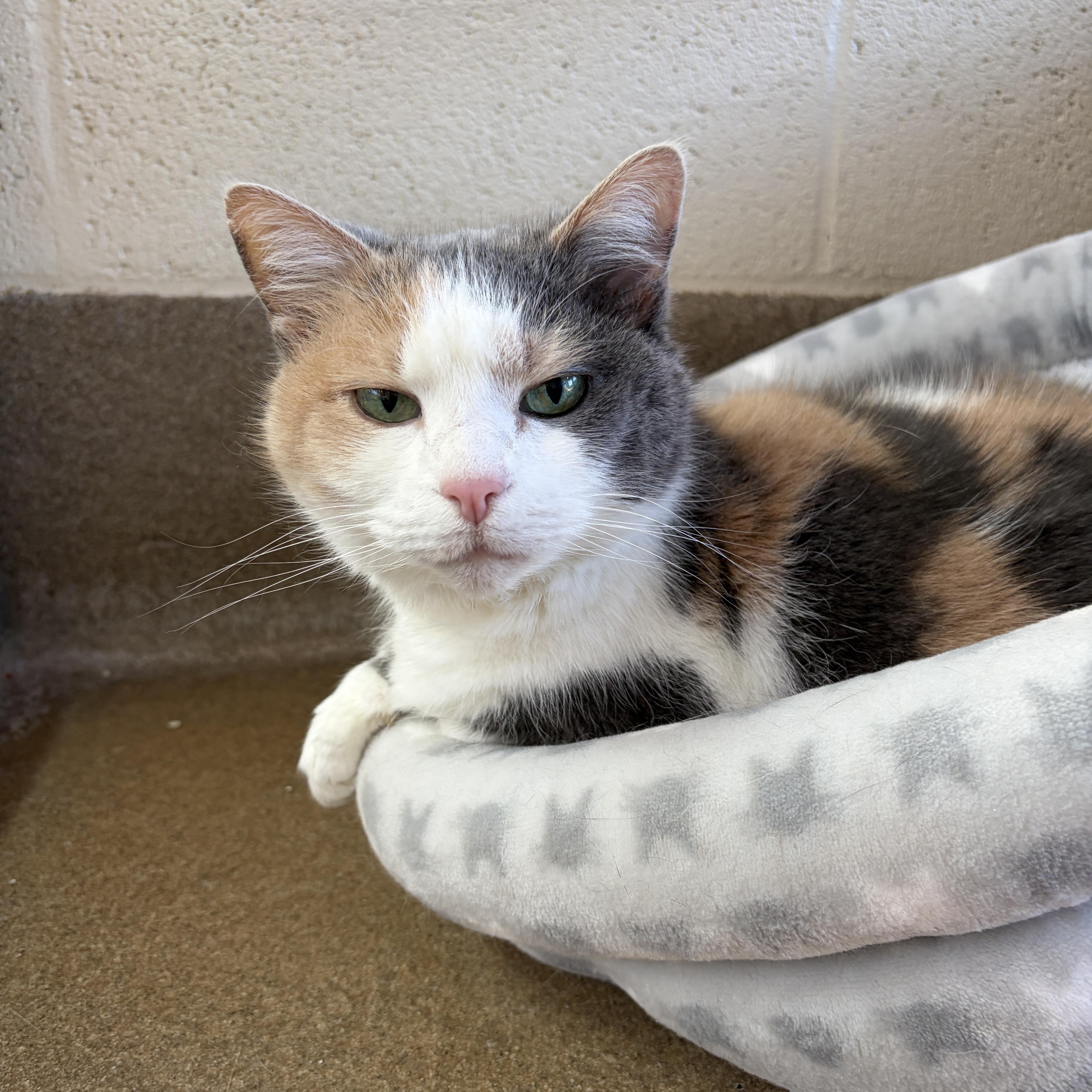 Enlarge Flora, a Adoptable Domestic Short Hair in Winchester, VA image 2/3