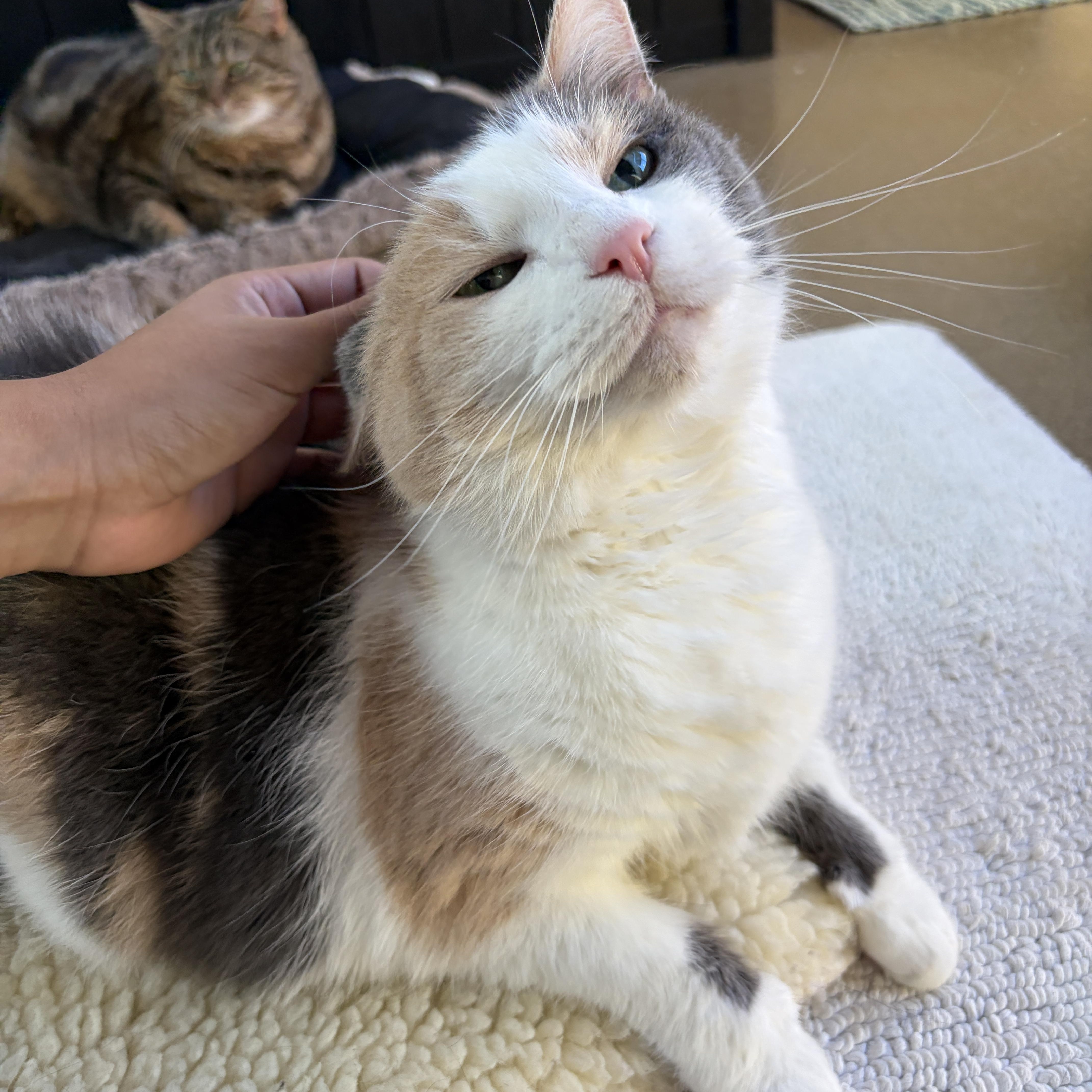 Flora, Adoptable, Senior Female Domestic Short Hair.