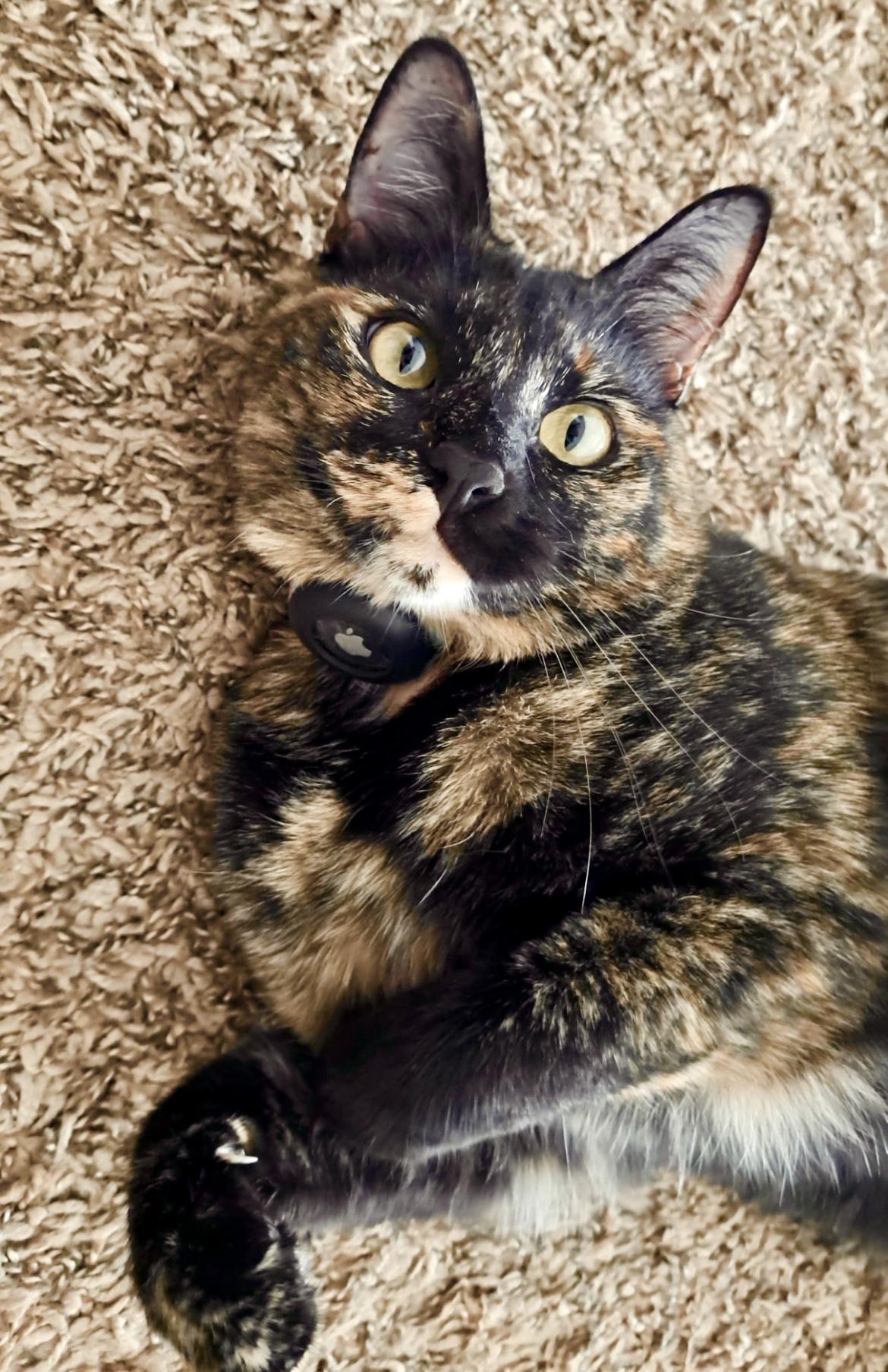 Enlarge Curie, an adopted Domestic Short Hair in Mount Juliet, TN image 1/5