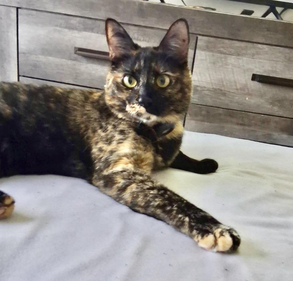 Enlarge Curie, an adopted Domestic Short Hair in Mount Juliet, TN image 3/5