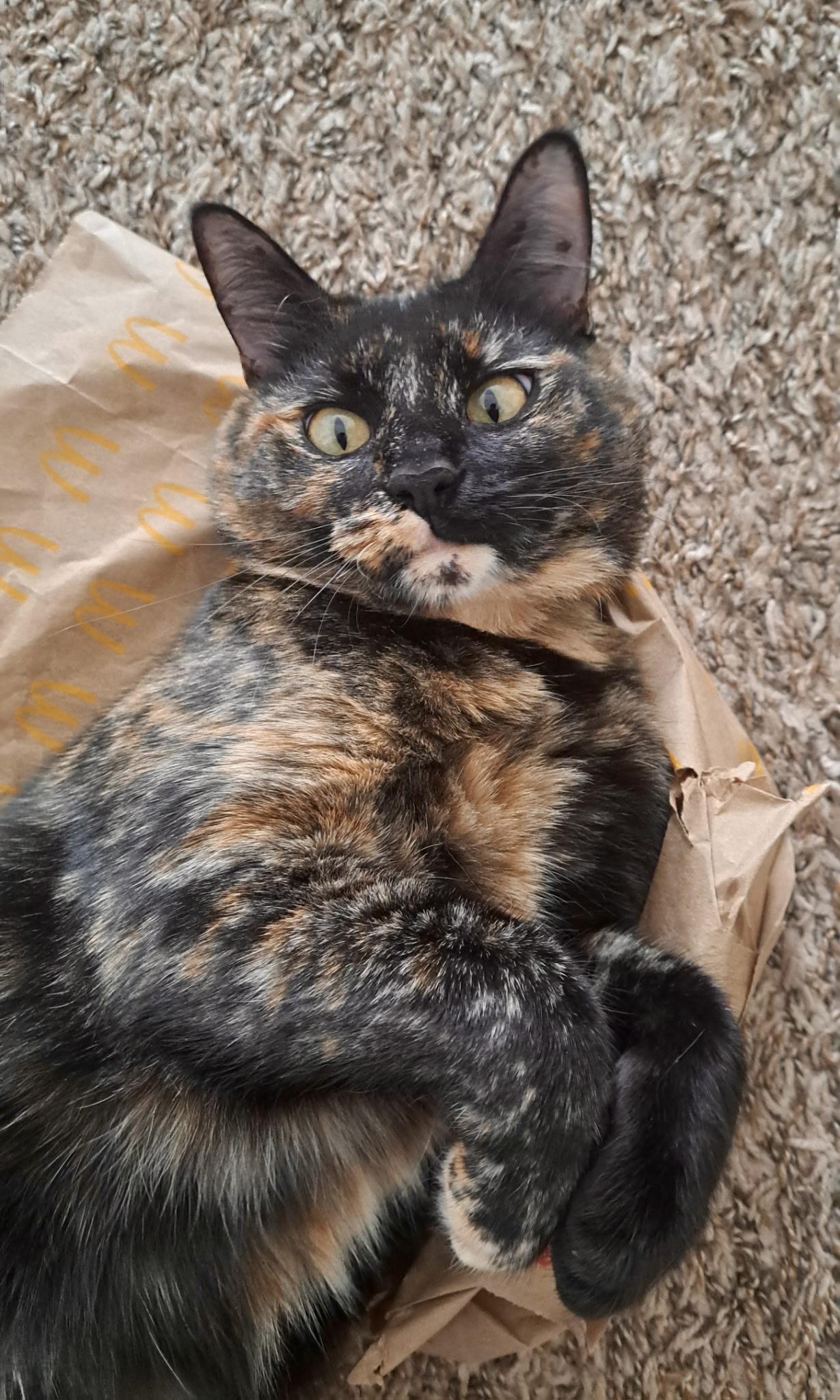 Enlarge Curie, an adopted Domestic Short Hair in Mount Juliet, TN image 4/5