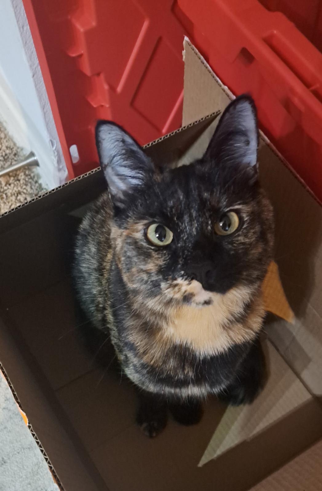 Enlarge Curie, an adopted Domestic Short Hair in Mount Juliet, TN image 5/5