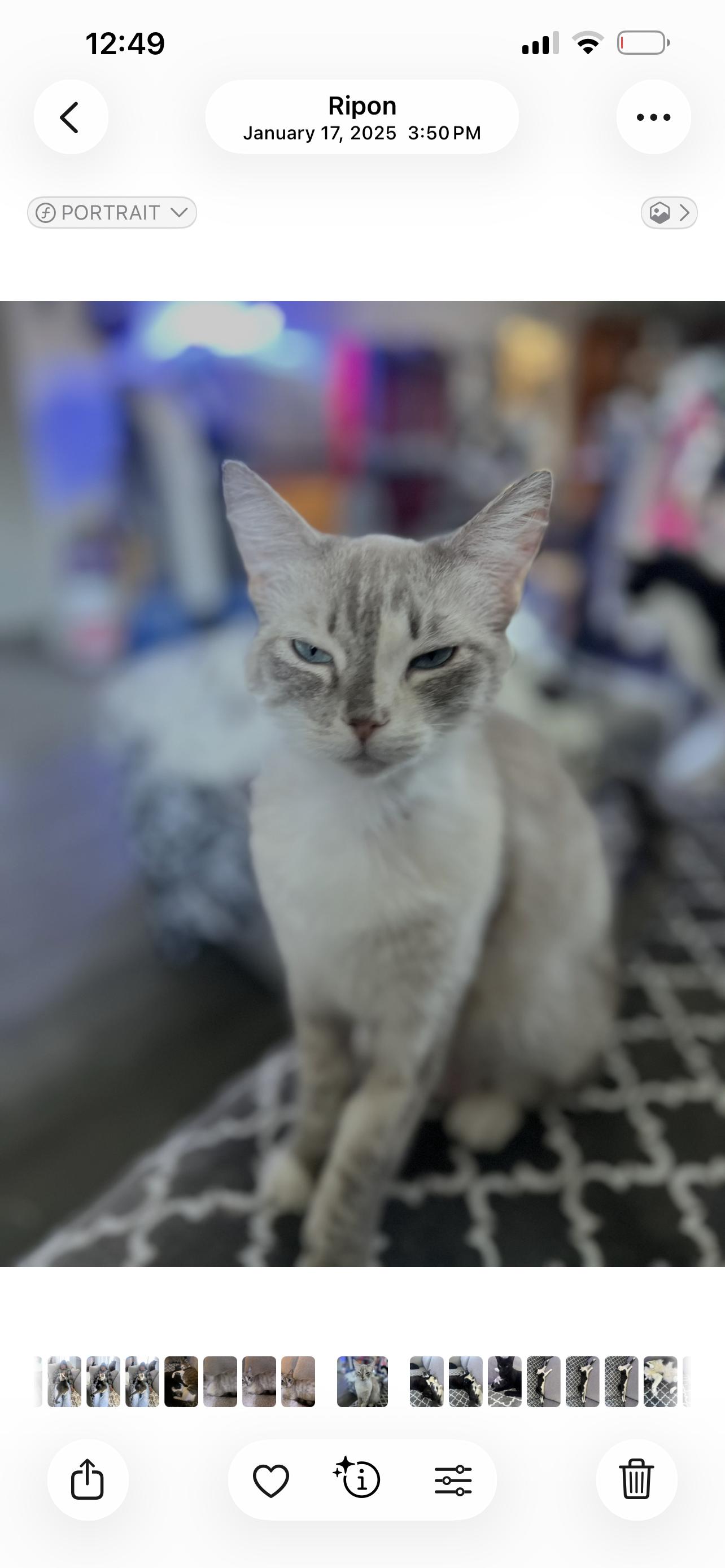 Enlarge Sassy, a Adoptable mixed breed in Ripon, CA image 3/3