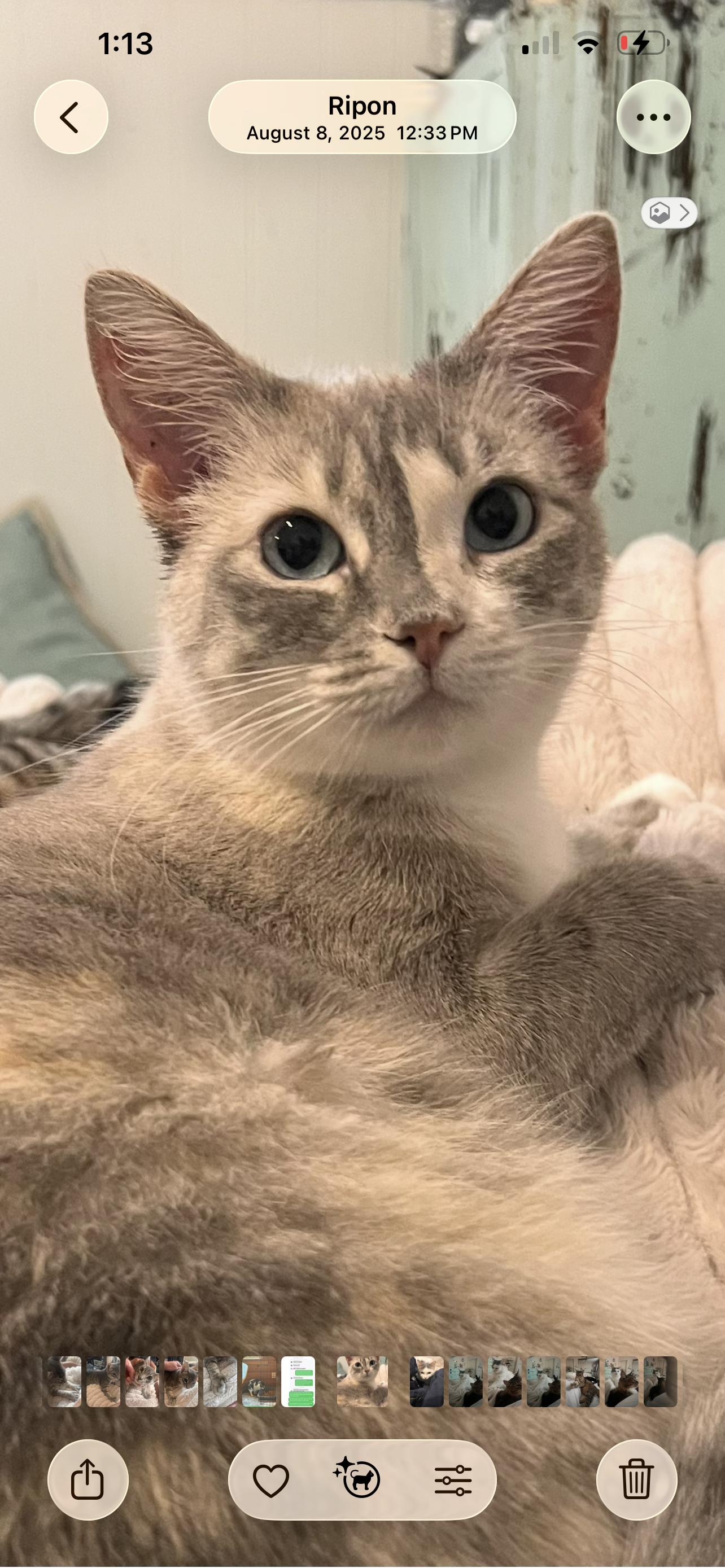 Sassy, Adoptable, Adult Female Dilute Calico & Siamese.