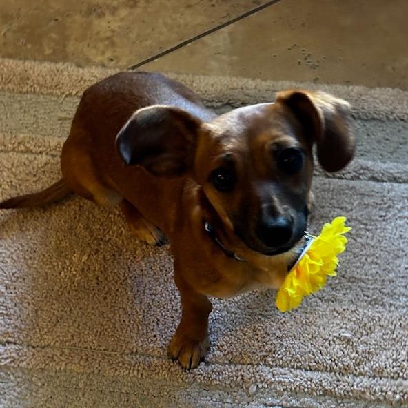 Enlarge Skittles, a Adoptable Dachshund in Katy, TX image 1/3