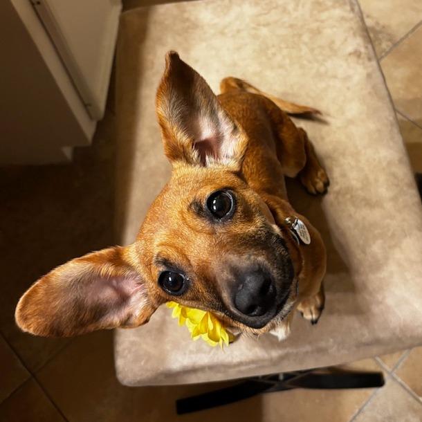 Enlarge Skittles, a Adoptable Dachshund in Katy, TX image 2/3