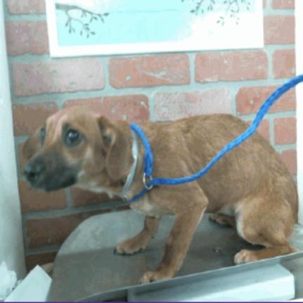 Enlarge Skittles, a Adoptable Dachshund in Katy, TX image 3/3
