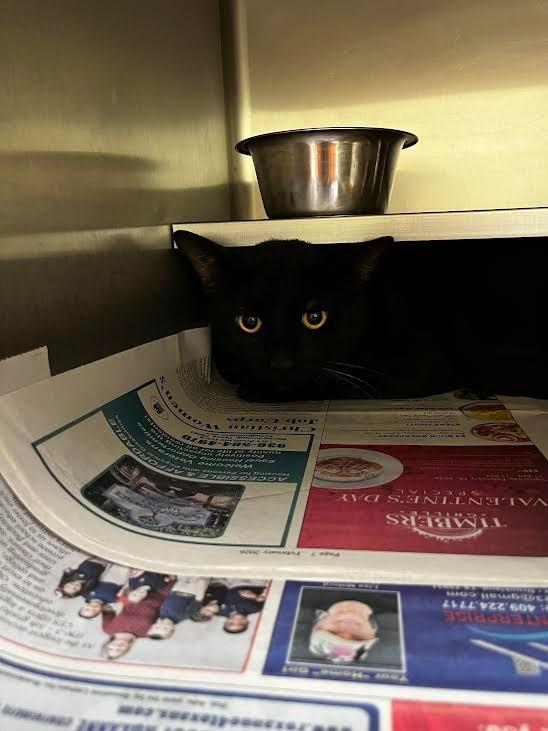 Husband, Adoptable, Young Male Domestic Medium Hair.