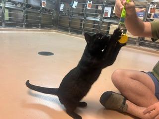 Husband, a Adoptable Domestic Medium Hair in Nacogdoches, TX image 2/2