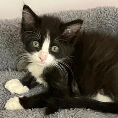 Spark Plug, Baby Female Tuxedo