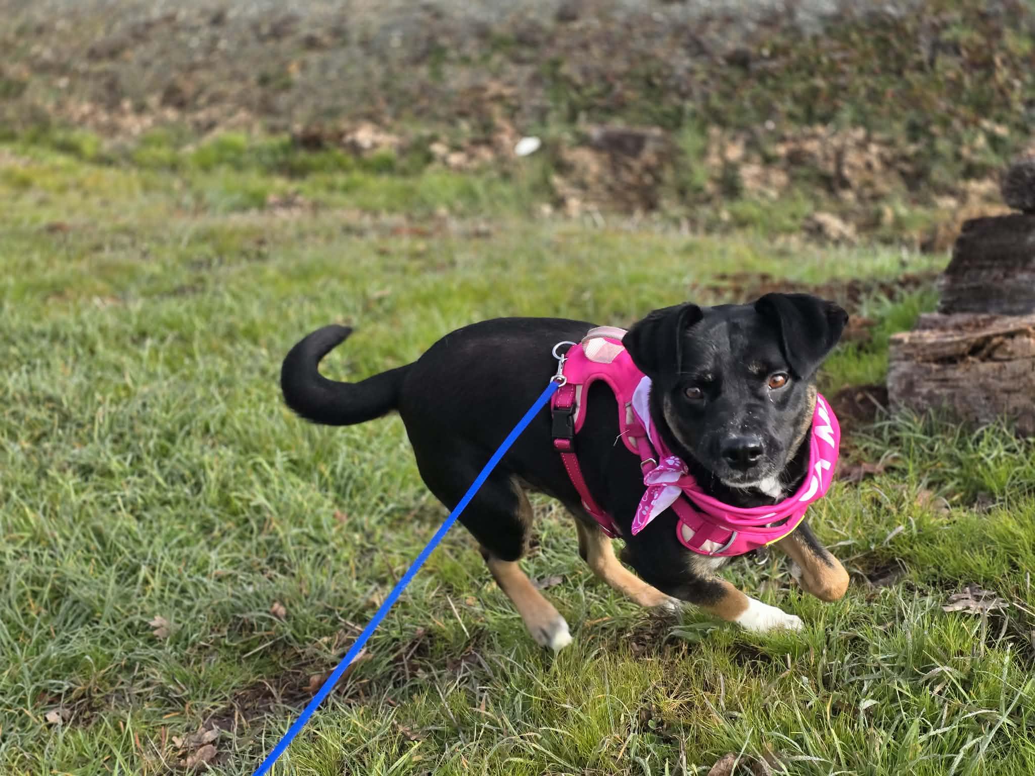 Peggy, an adoptable mixed breed in Grants Pass, OR image 4/6