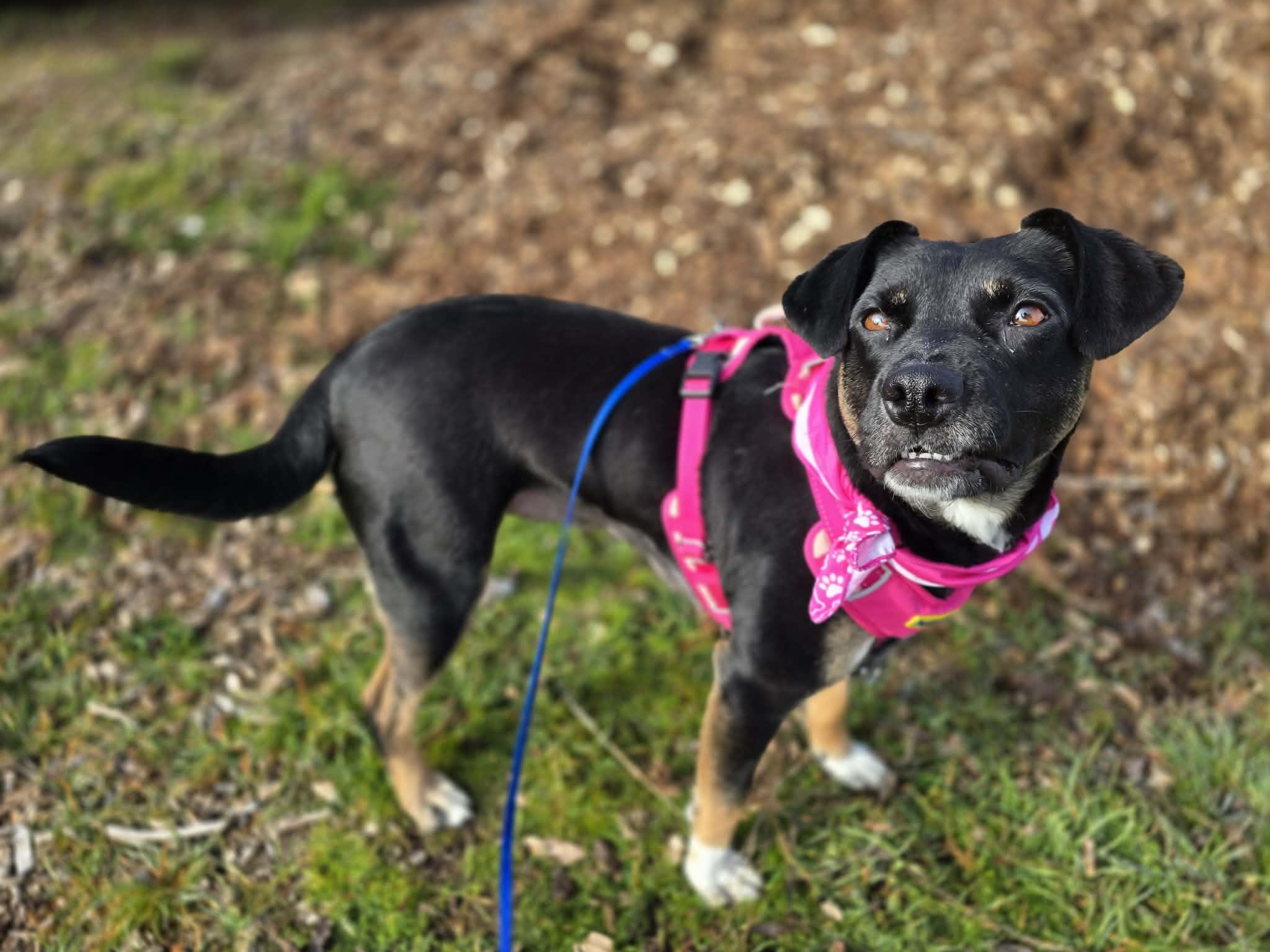 Peggy, an adoptable mixed breed in Grants Pass, OR image 1/6