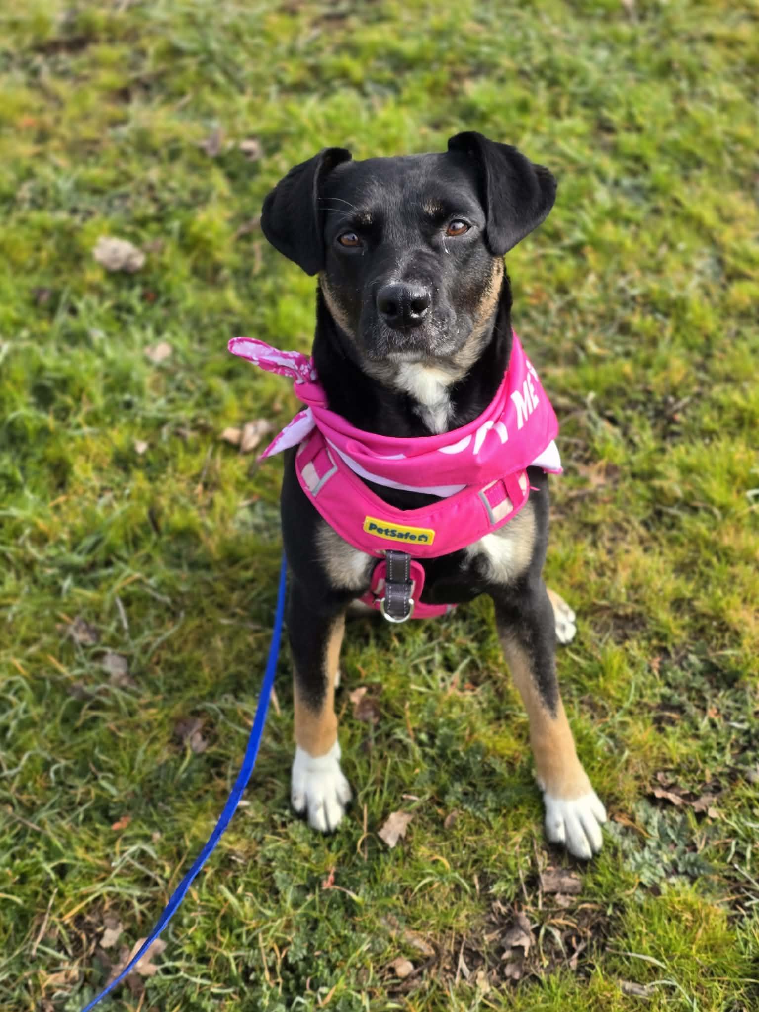 Peggy, an adoptable mixed breed in Grants Pass, OR image 5/6