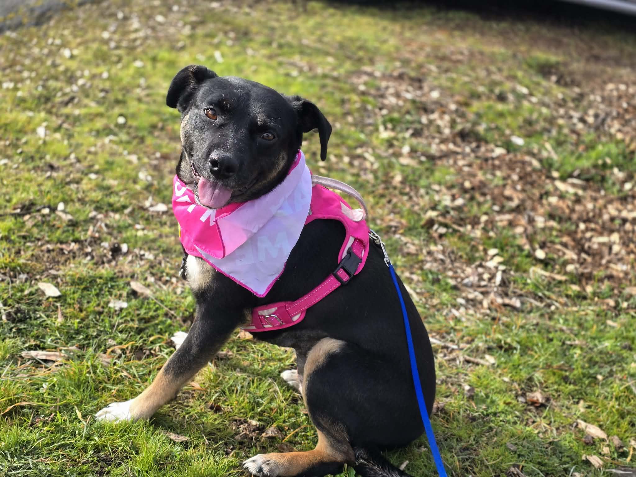 Peggy, an adoptable mixed breed in Grants Pass, OR image 3/6