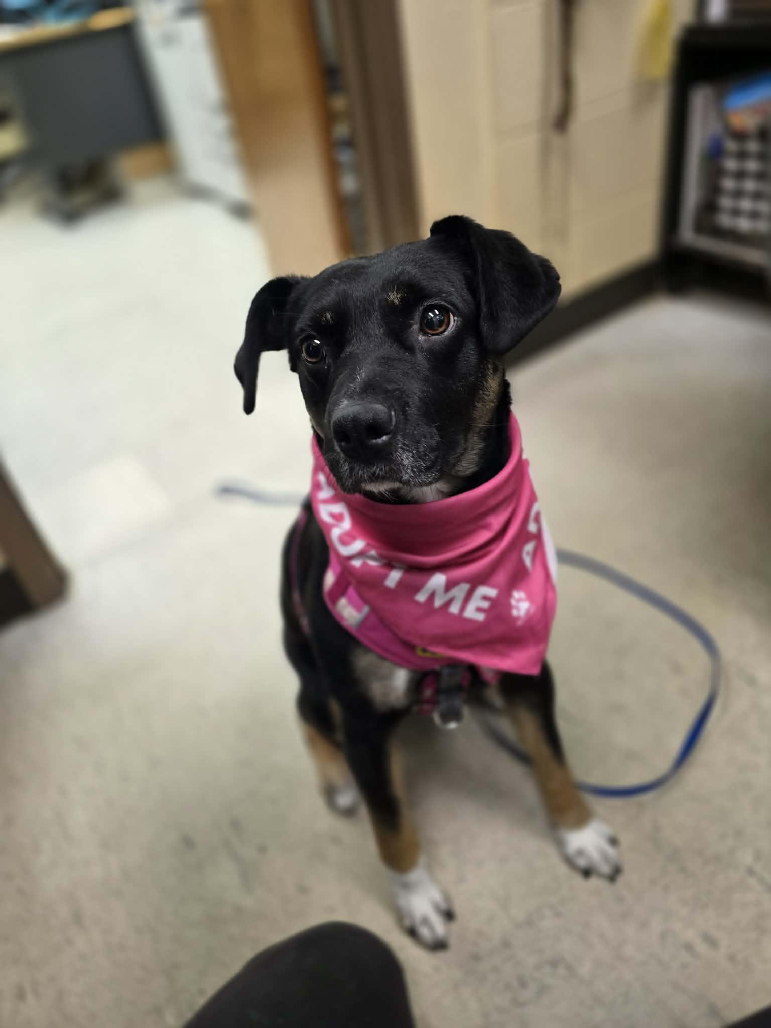 Peggy, an adoptable mixed breed in Grants Pass, OR image 6/6