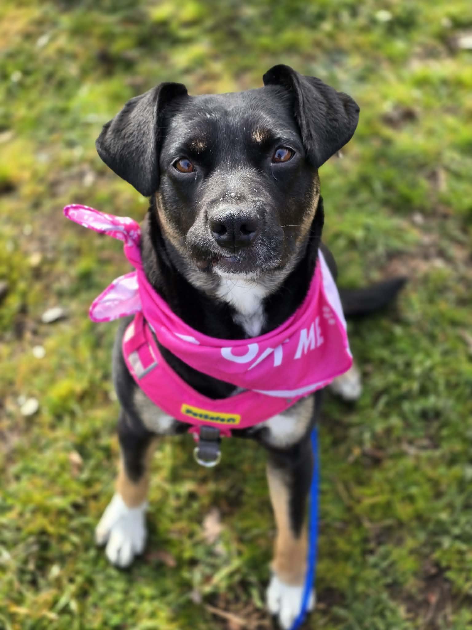 Peggy, an adoptable mixed breed in Grants Pass, OR image 2/6