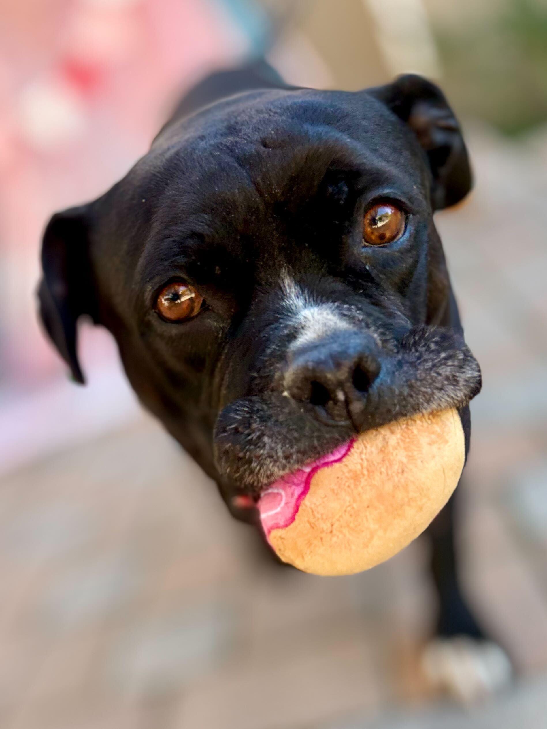Enlarge Cowboy, a ADOPTABLE mixed breed in Los Angeles, CA image 2/6