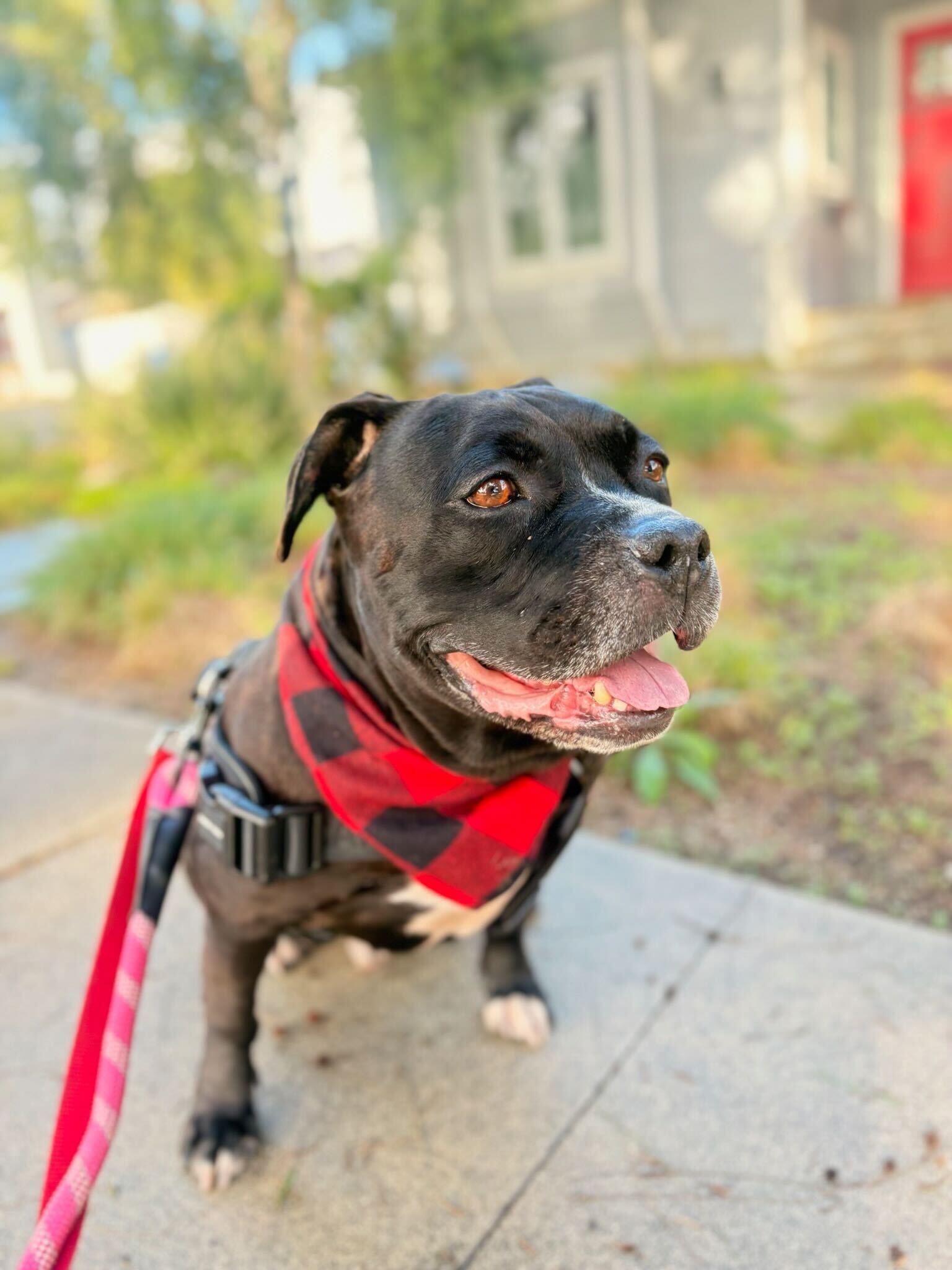 Enlarge Cowboy, a ADOPTABLE mixed breed in Los Angeles, CA image 4/6