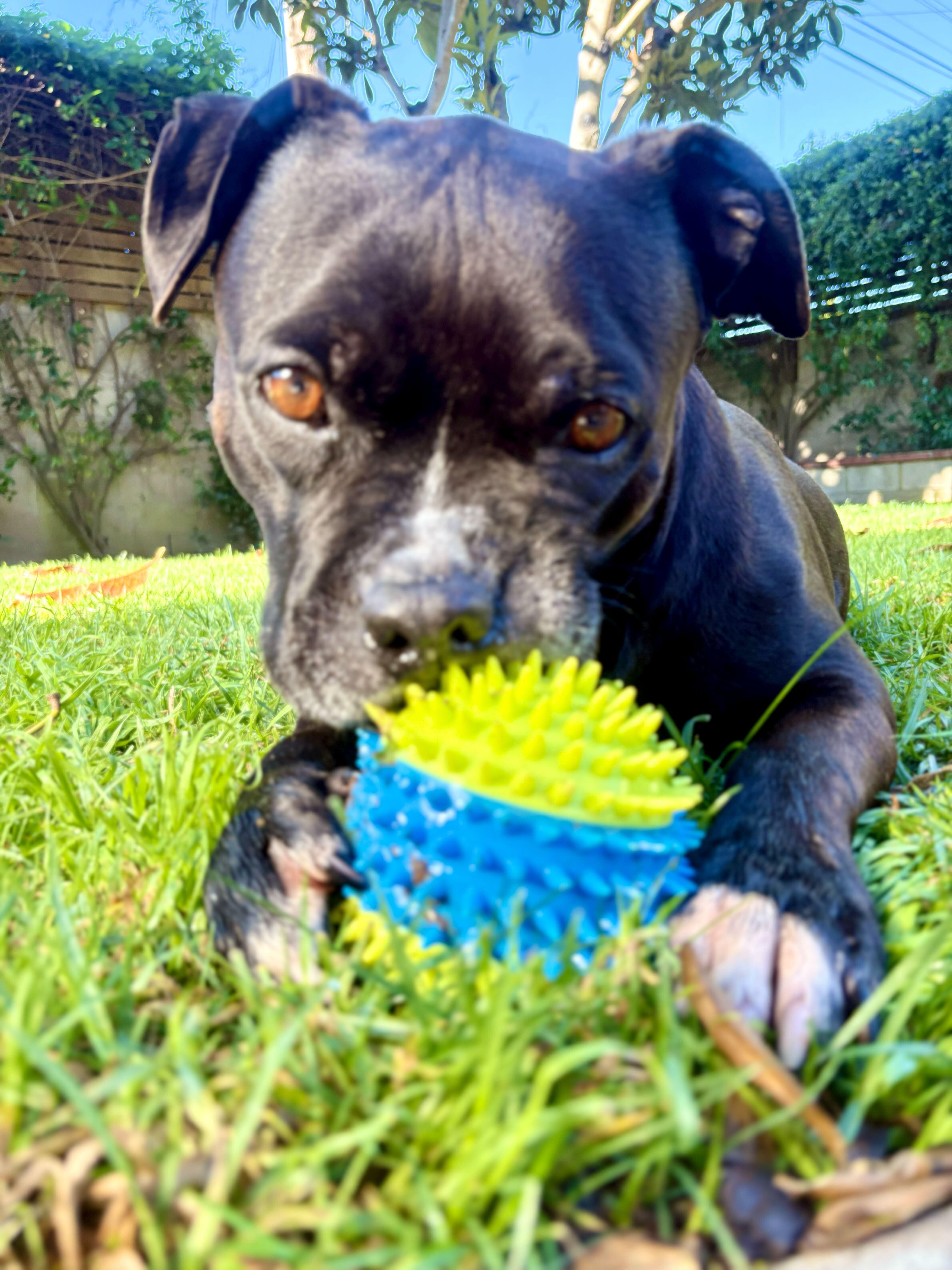 Enlarge Cowboy, a ADOPTABLE mixed breed in Los Angeles, CA image 6/6