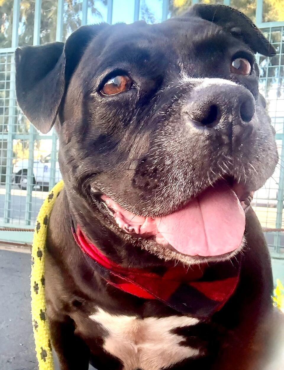 Cowboy, ADOPTABLE, Adult Male American Bulldog & American Bully.