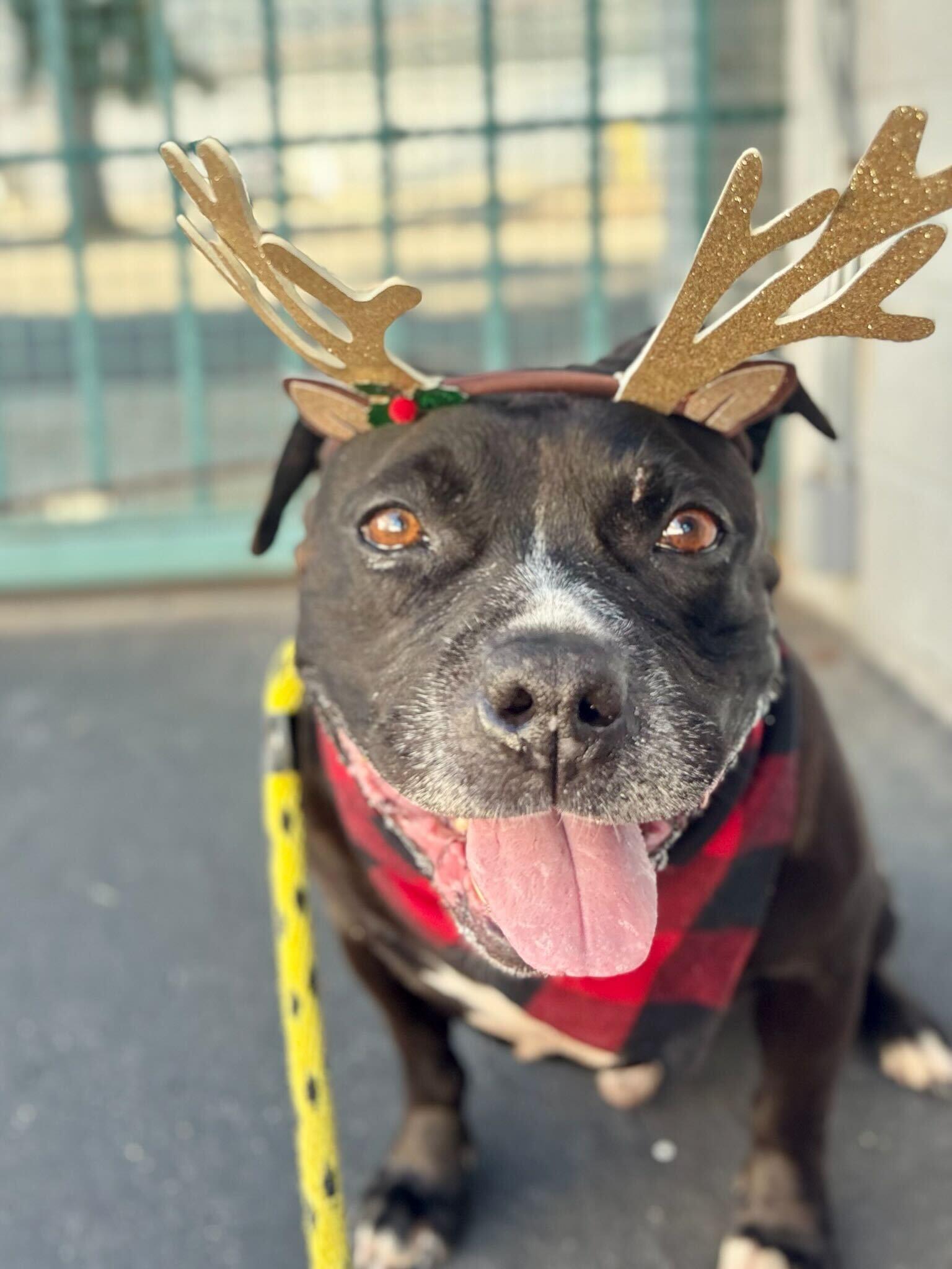 Enlarge Cowboy, a ADOPTABLE mixed breed in Los Angeles, CA image 3/6