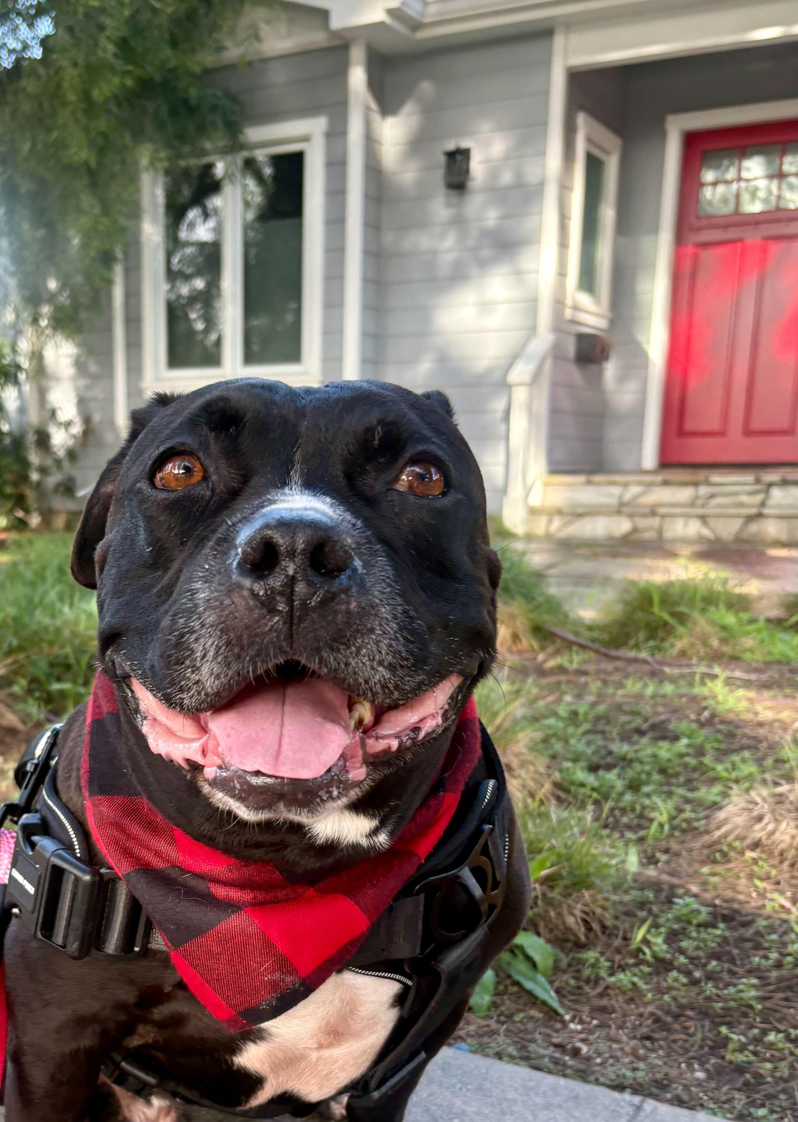Enlarge Cowboy, a ADOPTABLE mixed breed in Los Angeles, CA image 5/6
