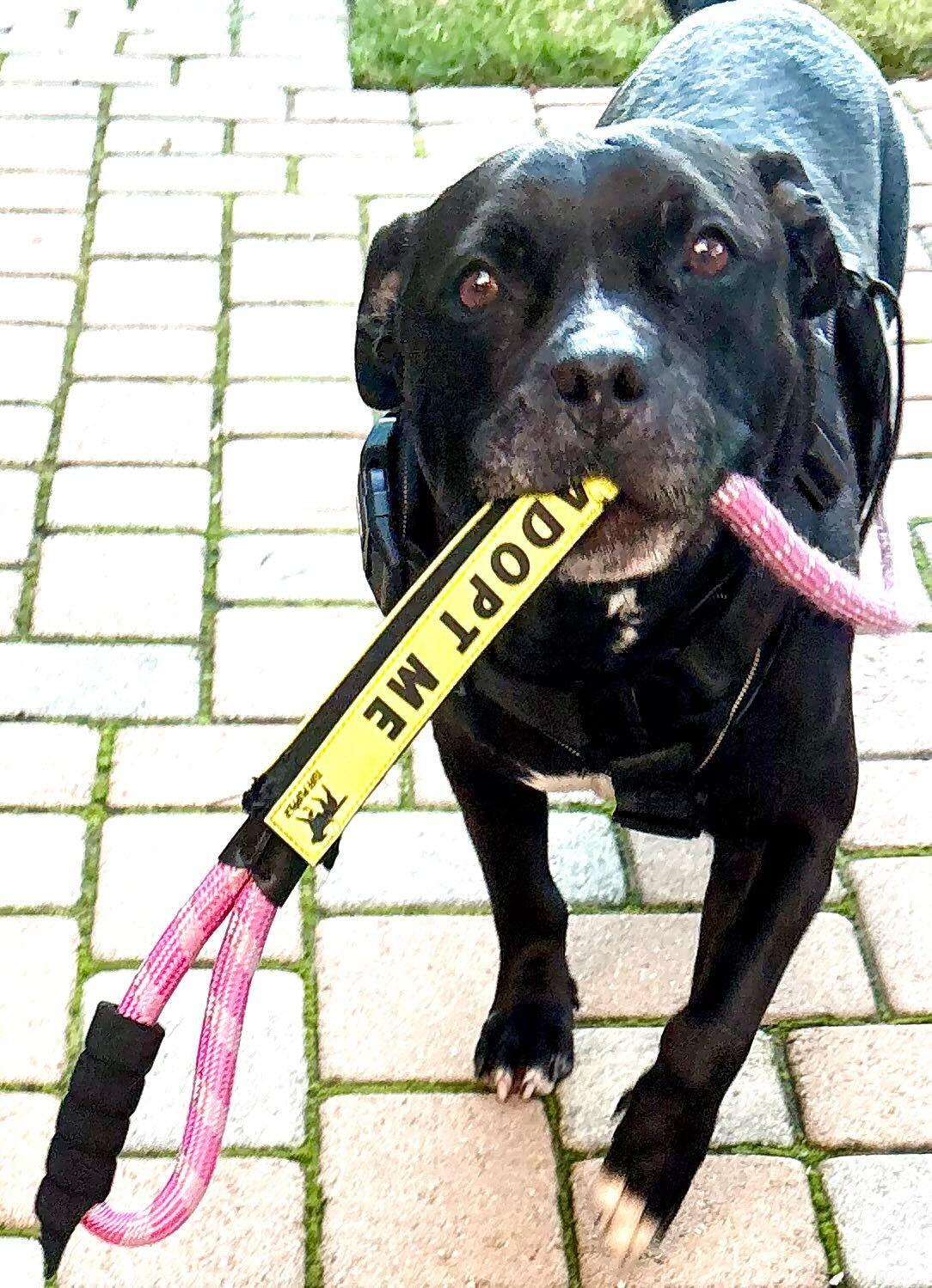 Enlarge Cowboy, a ADOPTABLE mixed breed in Los Angeles, CA image 2/6