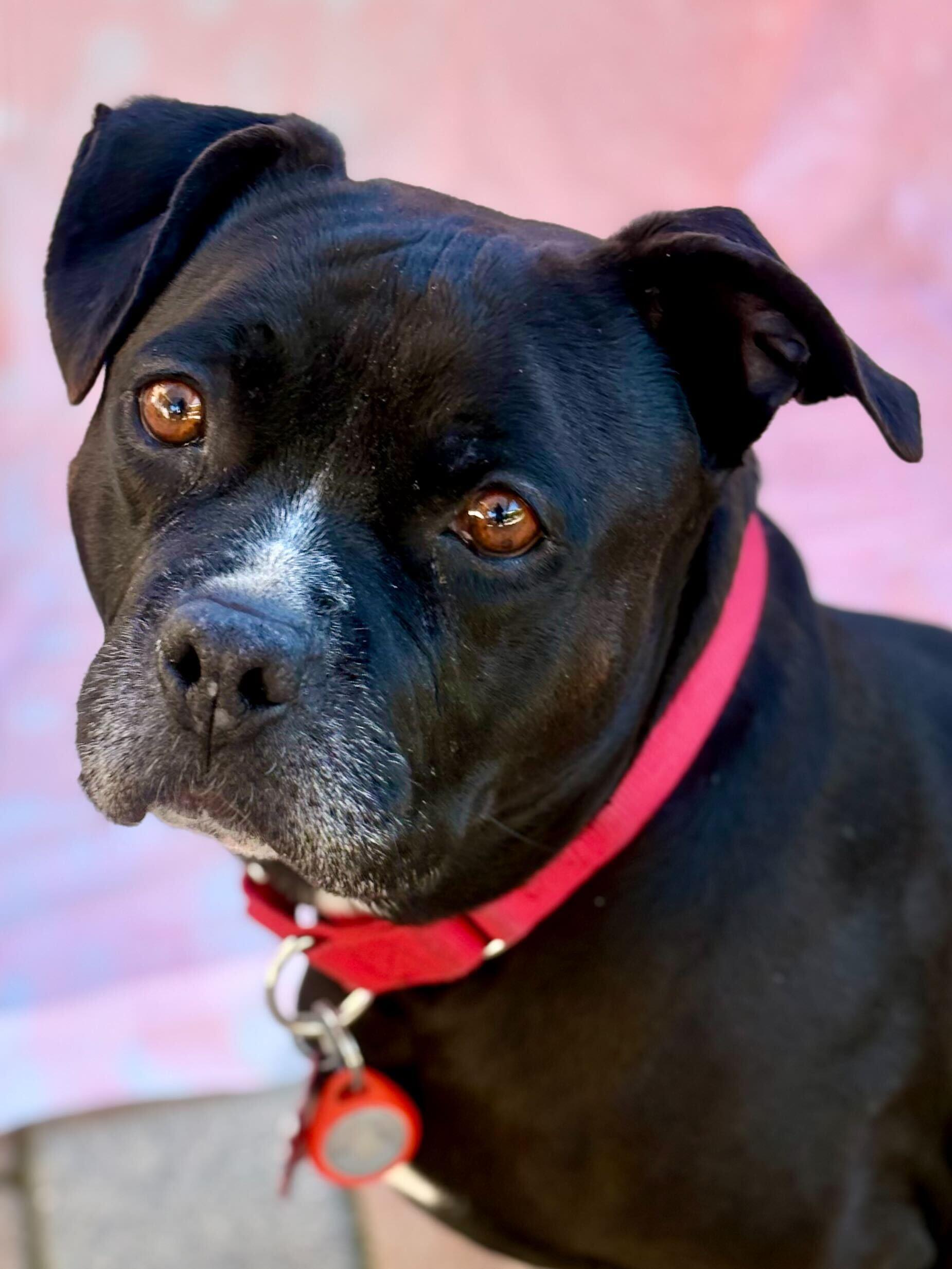 Enlarge Cowboy, a ADOPTABLE mixed breed in Los Angeles, CA image 1/6